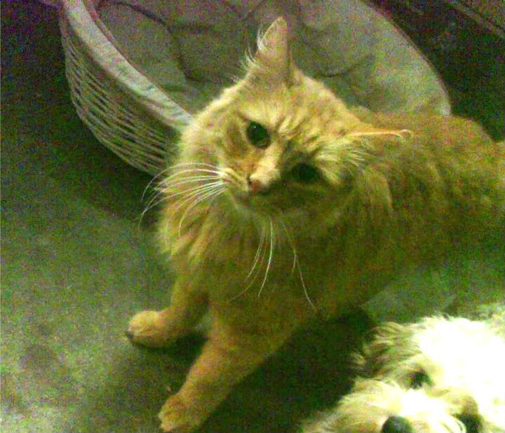 球员心理健康问题亟需关注,篮球运动员心理训练