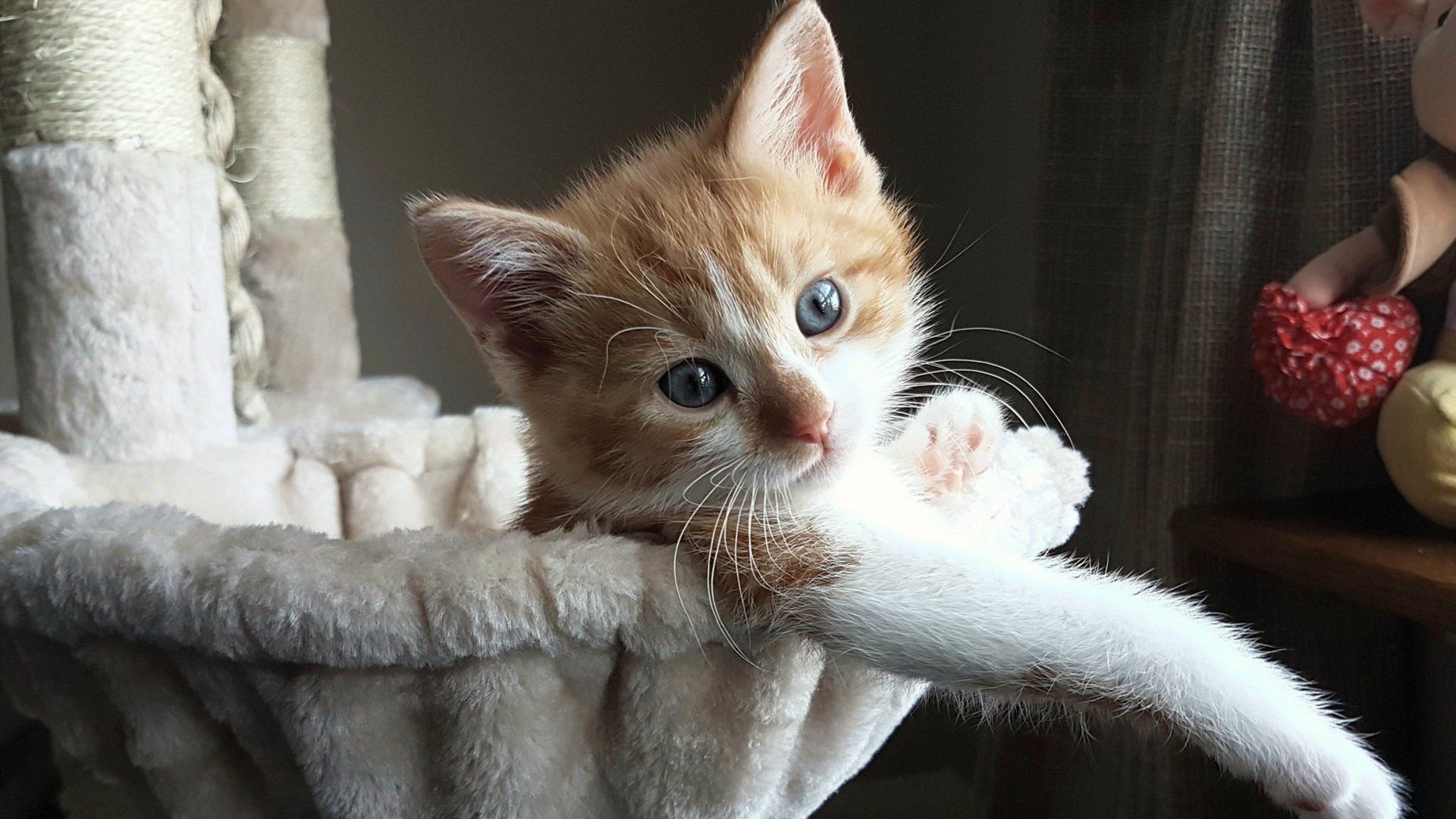 CBA鼓励球队打造本土明星增强联赛魅力，cba明星赛阵容