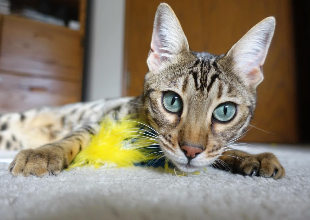 乌拉圭队在国际大赛中展现强大实力