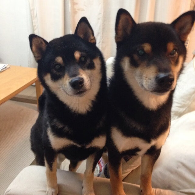 体育新闻中心更新官方LOGO及视觉识别系统,体育新闻网址大全