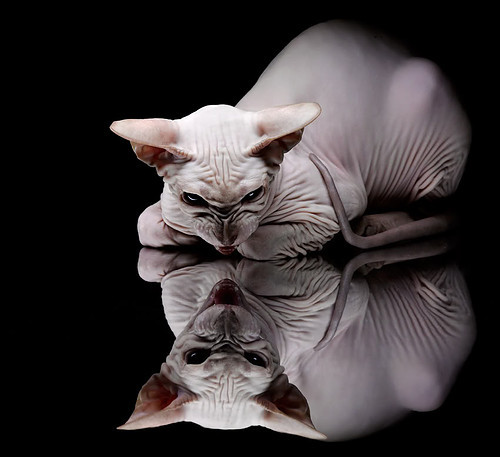 张雨霏展现强大比赛耐力,张雨霏的比赛项目