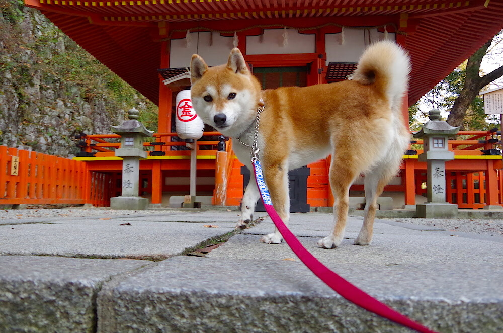 乐鱼电竞在线平台-美洲杯主帅战术板首次公开，美洲杯前三名